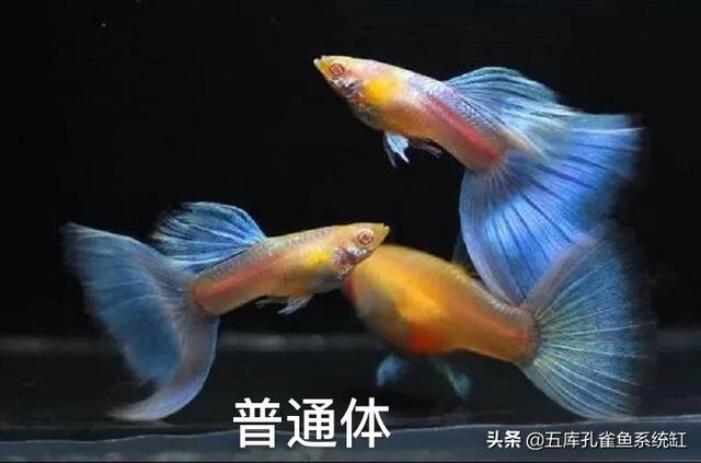 环纹:孔雀鱼普通体、缎带体、缎带大C、蝶翼、燕尾有什么不同？