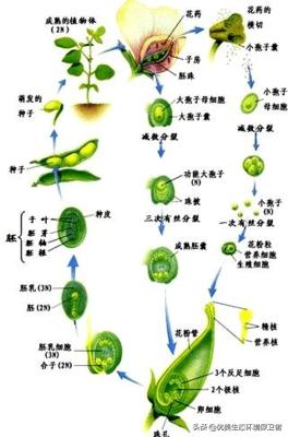 倭蜂猴起源:如果果树自然进化，那水果会越来越好吃还是越来越难吃？