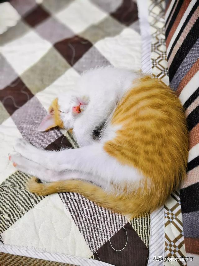萌猫红小胖怎么走红的:你家的猫是自己睡还是和你睡？