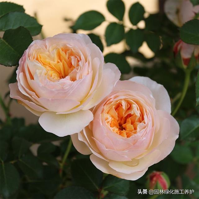vents月季花品种介绍及图片:伊芙月季里最香的品种 月季朱丽叶好种吗？有哪些技巧？