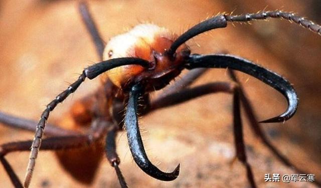 行军蚁是最厉害的蚂蚁吗