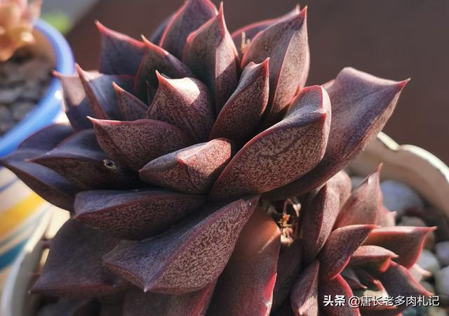 大和锦开花:大和锦开花图片 大和锦怎么种植，大和锦养殖方法和繁殖技术？