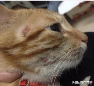 猫皮肤病:宠物店治猫癣贵吗？猫咪长癣是不是一定要去宠物店处理呢？