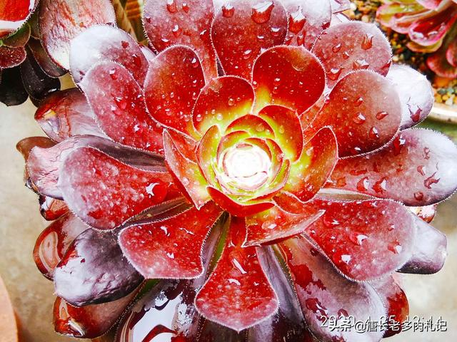 魔南景天夏季落叶怎么办:多肉法师夏天为啥不能淋雨？