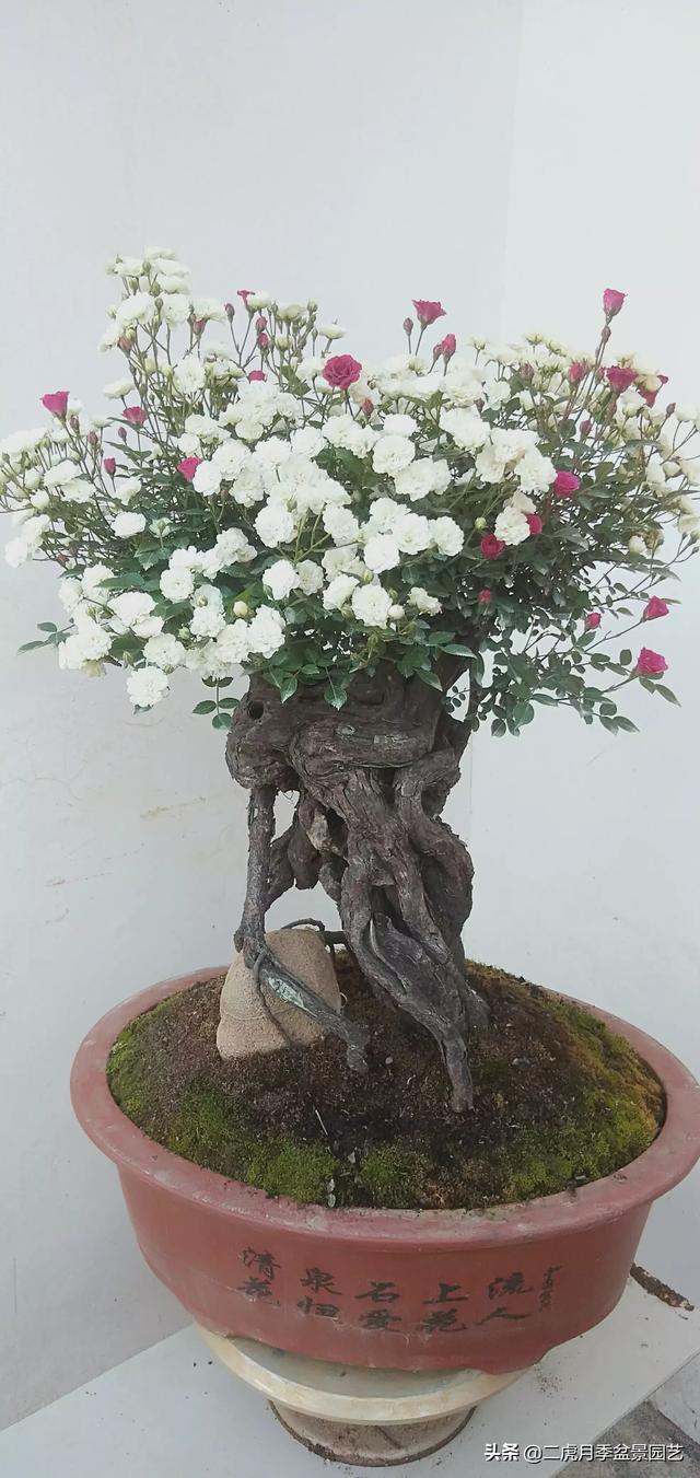 头条问答 - 蔷薇老桩如何嫁接月季?(7个回答)