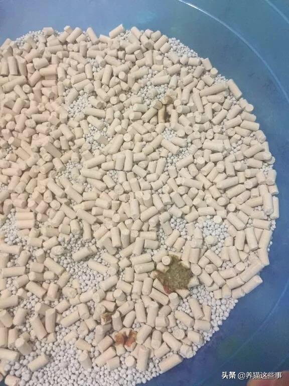 动物消化系统常见疾病案例:消化系统常见疾病的诊治 猫咪肠胃炎的症状有哪些？