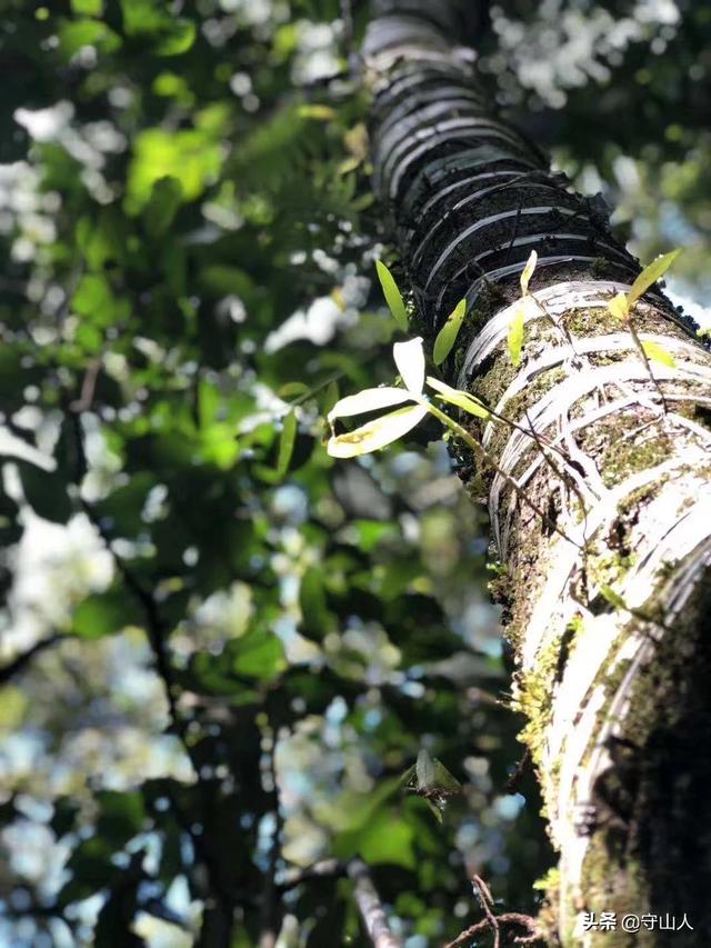 石斛图片,石斛的种类包括哪些？作用各有何不同？