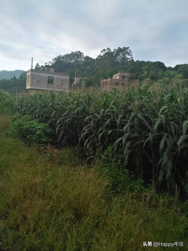 风水与八字百例廖咸萍,农村真的没有挣钱的路子吗？