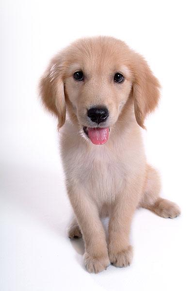 生活中总是会闷闷不乐的生肖有哪些？