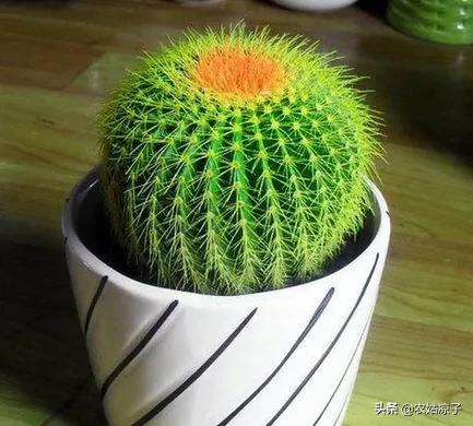 仙人球浇水吗:仙人球小球移栽时需要浇水吗？