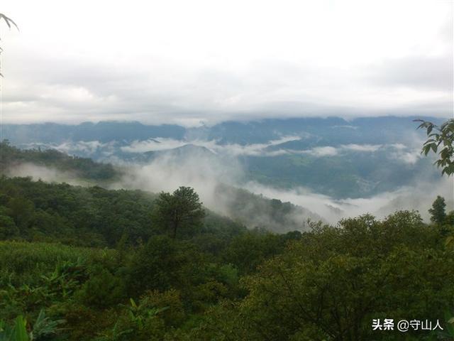 石斛图片,石斛的种类包括哪些？作用各有何不同？