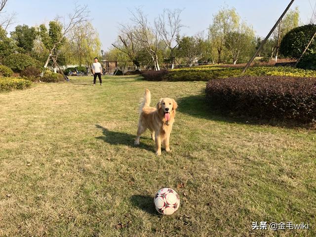 犬冠状病毒病病例:主人得了冠状病毒肺炎被隔离，家里的宠物狗该怎么办？