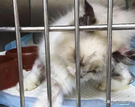 布偶猫图片:布偶猫尾巴有猫藓可以剃吗？