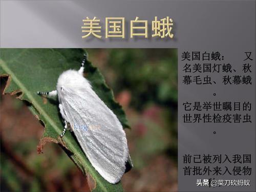 蜂鸟鹰蛾蛹:同样是毛毛虫，为什么有的是蝴蝶有的是蛾？