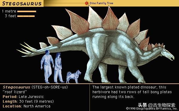 异特龙对剑龙,谁会赢?