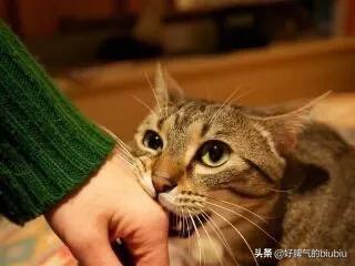 疯猫:一给猫打开猫零食，猫就像疯了一样怎么办？
