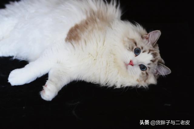 布偶猫园:布偶猫优点很多，但缺点有哪些？