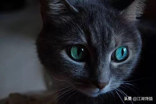 猫眼睛:为什么猫的眼睛白天和晚上不同？