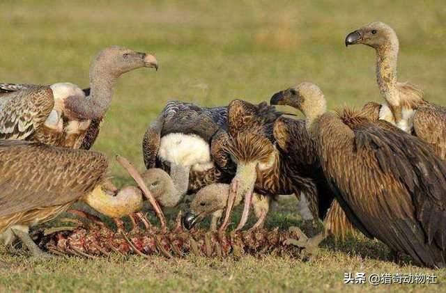 决战动物星球 内容:寄生虫在自然界普遍存在，动物们怎么防御？