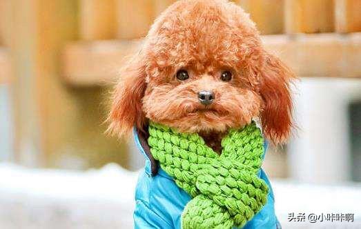2个月贵宾犬怎么养:两个月左右的小泰迪如何喂,注意事项？