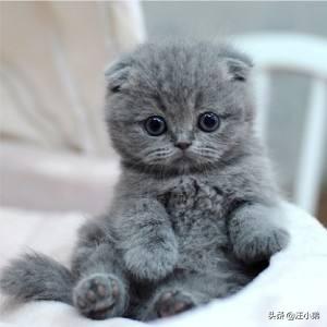 适合英短蓝猫幼猫猫粮:有没有养过英短的朋友来说说，英短幼猫吃什么猫粮好呢？