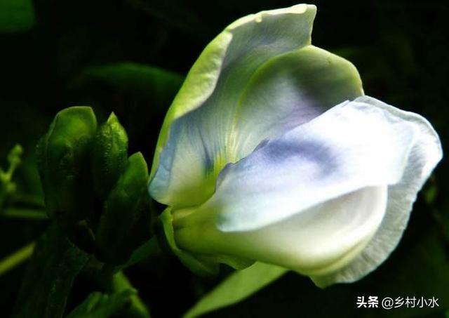 豆子从豆荚里跳出来视频:四棱豆生育期，花蕾大量脱落，该怎么办？