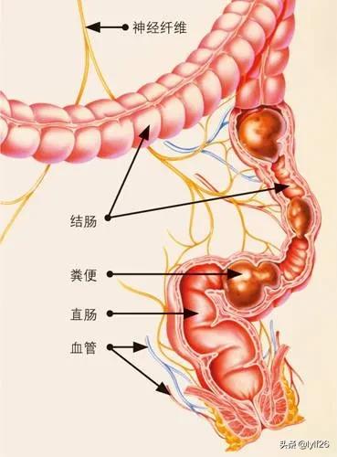 排便过程图解图片