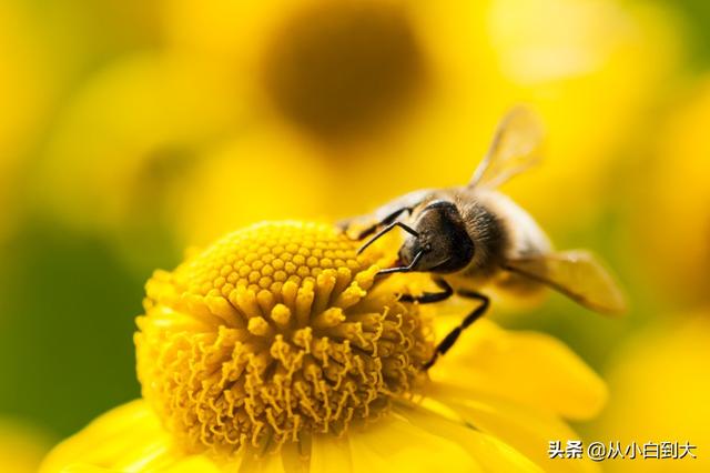 蜜蜂具有什么的能力 ，蜜蜂的活动方式是怎样的？
