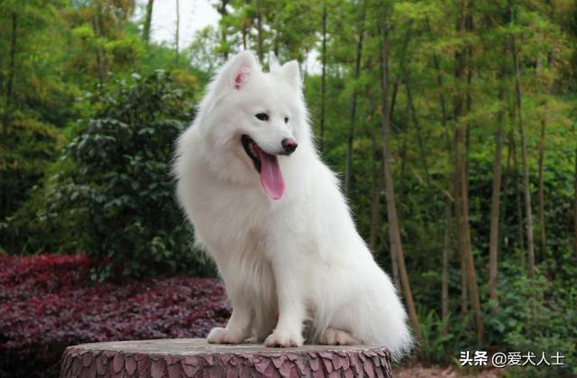 长毛沙克犬:沙克犬视频大全 宠物狗品种耳朵小毛长，体重大叫沙什么？