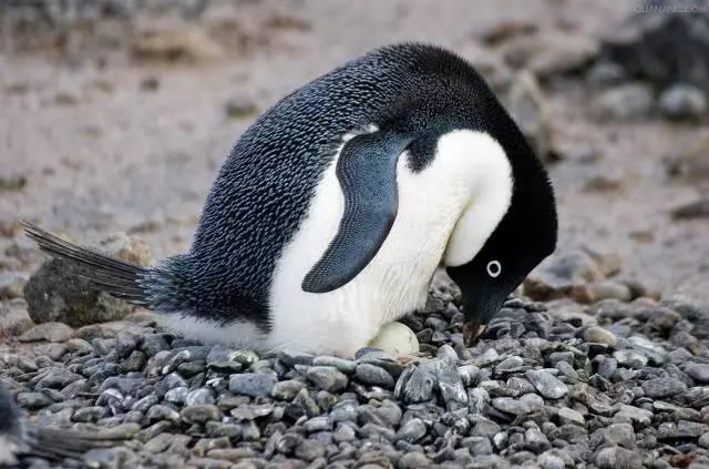 为什么企鹅被称为自然界最腹黑的动物？插图19