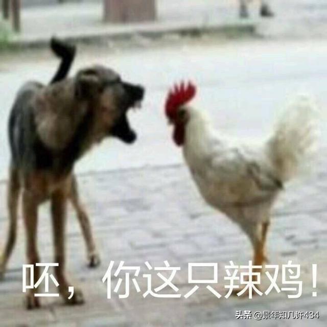 可爱萌宠图片:图片可爱萌萌哒头像 大家有没有什么萌宠表情包？越沙雕越可爱越好？