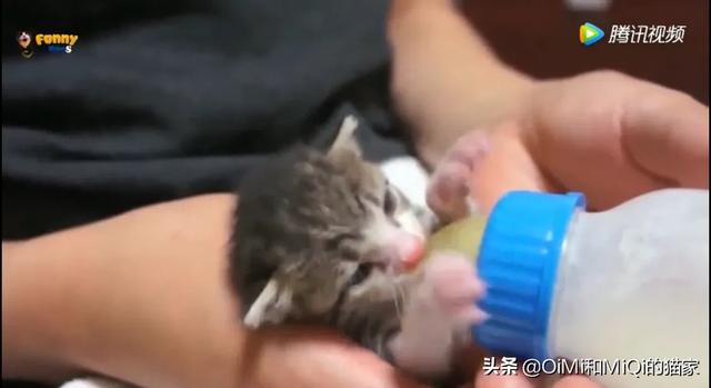 小奶猫抢不到奶吃:猫妈的奶不够小猫喝怎么办？ 小奶猫抢不到奶吃怎么办