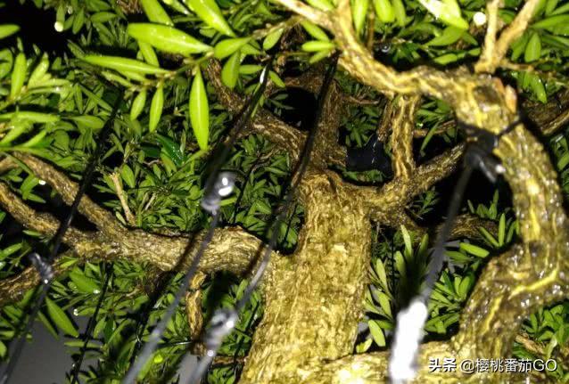 雀舌黄杨盆景欣赏:黄杨盆景的养护有什么注意事项？