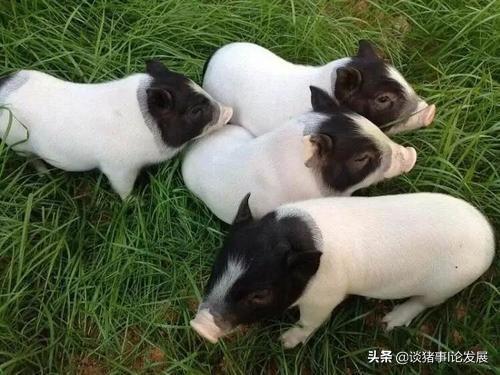 巴马香猪产前预兆:怀孕巴马香猪吃发酵饲料还要补充营养吗？