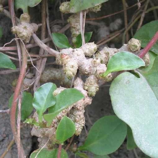 头条问答 - 名叫"藤三七"的植物有什么功效和作用?(66个回答)