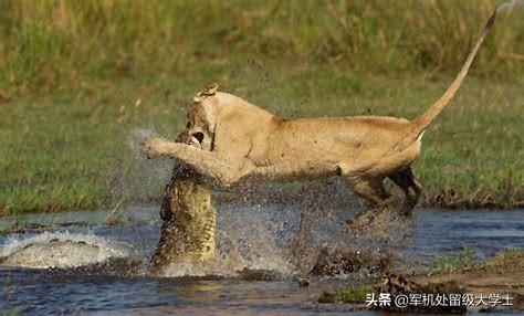 鬼獒王咬死狮子图片:老虎和狮子，它们谁对战鳄鱼更厉害呢？