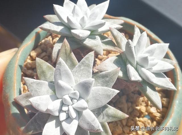 薄雪万年草:黄金万年草如何才能养到爆盆？