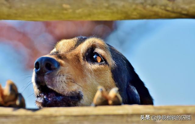 犬钩虫病传染人吗:人得钩虫病传染人吗 狗是狂犬病毒主要寄主，请问养宠物狗人有可能染上病毒吗？