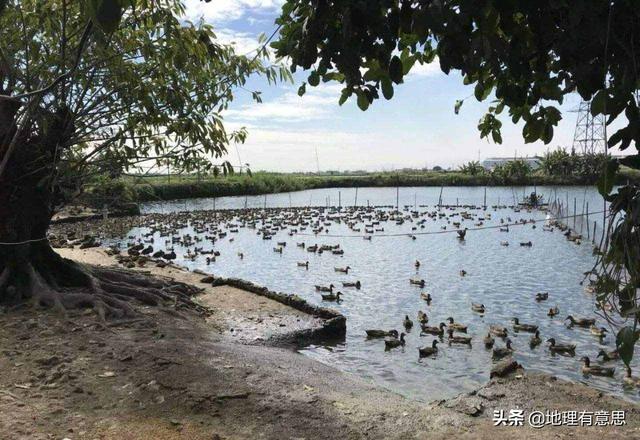 安徽的十大污染之一就是养鸭子，农村地区已经深受其害，有没有什么方法解决？插图5