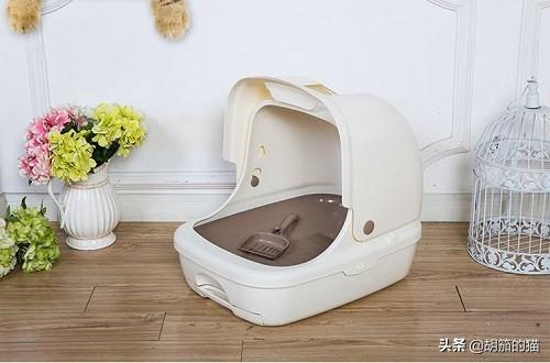 猫咪尿频:临清狮猫尿频尿急会自己好吗？