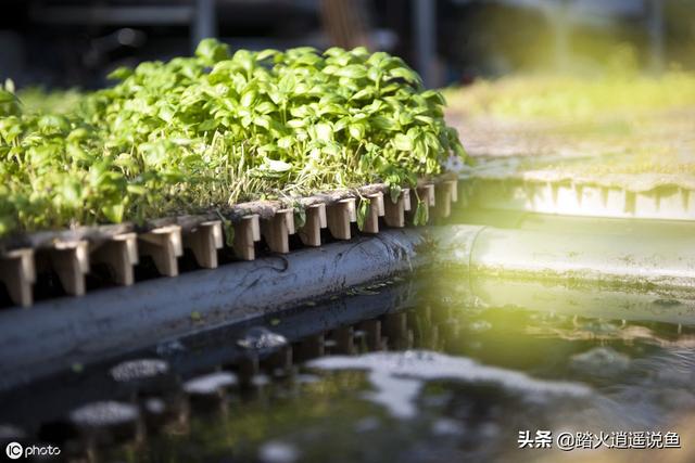梭鱼草种植:自己家院子里水泥做的鱼池适合养什么绿植？