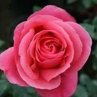 最香的几款月季品种是什么？插图74