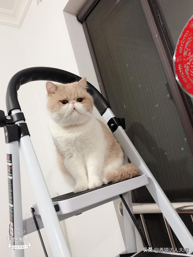 宠儿香猫咪营养膏:猫咪一定要吃营养膏吗?不吃可不可以？