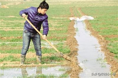 秋田蕗栽培:5月什么时候浇小麦好啊？