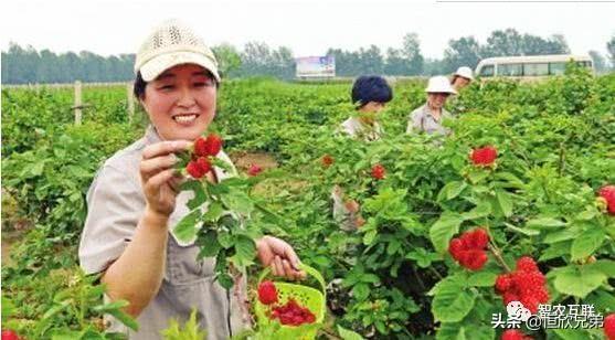 不愁销路的小型加工厂:在农村办一个小型加工厂，加工什么好？