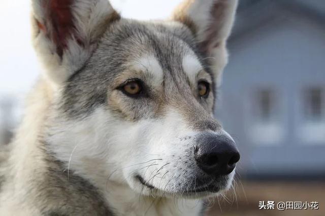 缉毒犬偷吃薯条:你知道狗狗为什么喜欢跟着你吗？