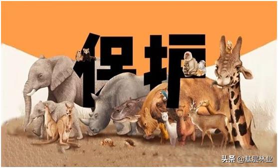 北方的金丝雀在线观看第395集:疫情当前，野生动物之类的家养野鸡、鹌鹑是否该禁养？