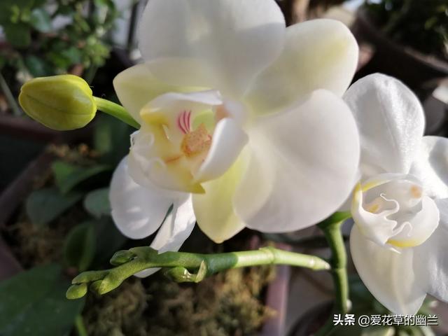 花叶芋根结线虫病:土壤里生了根线虫，该怎么办？