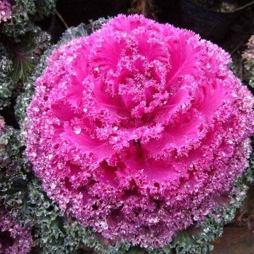 头条问答 这个像白菜一样的植物是什么 60个回答