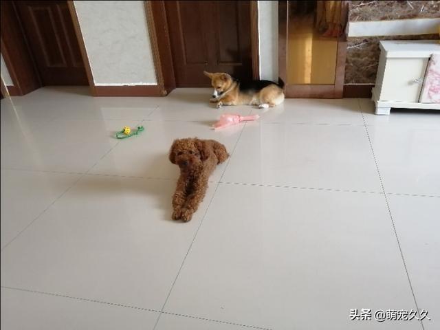 泰迪罚站一晚上视频:你晚上会让狗狗睡在床上吗？为什么？ 泰迪被罚站的视频完整